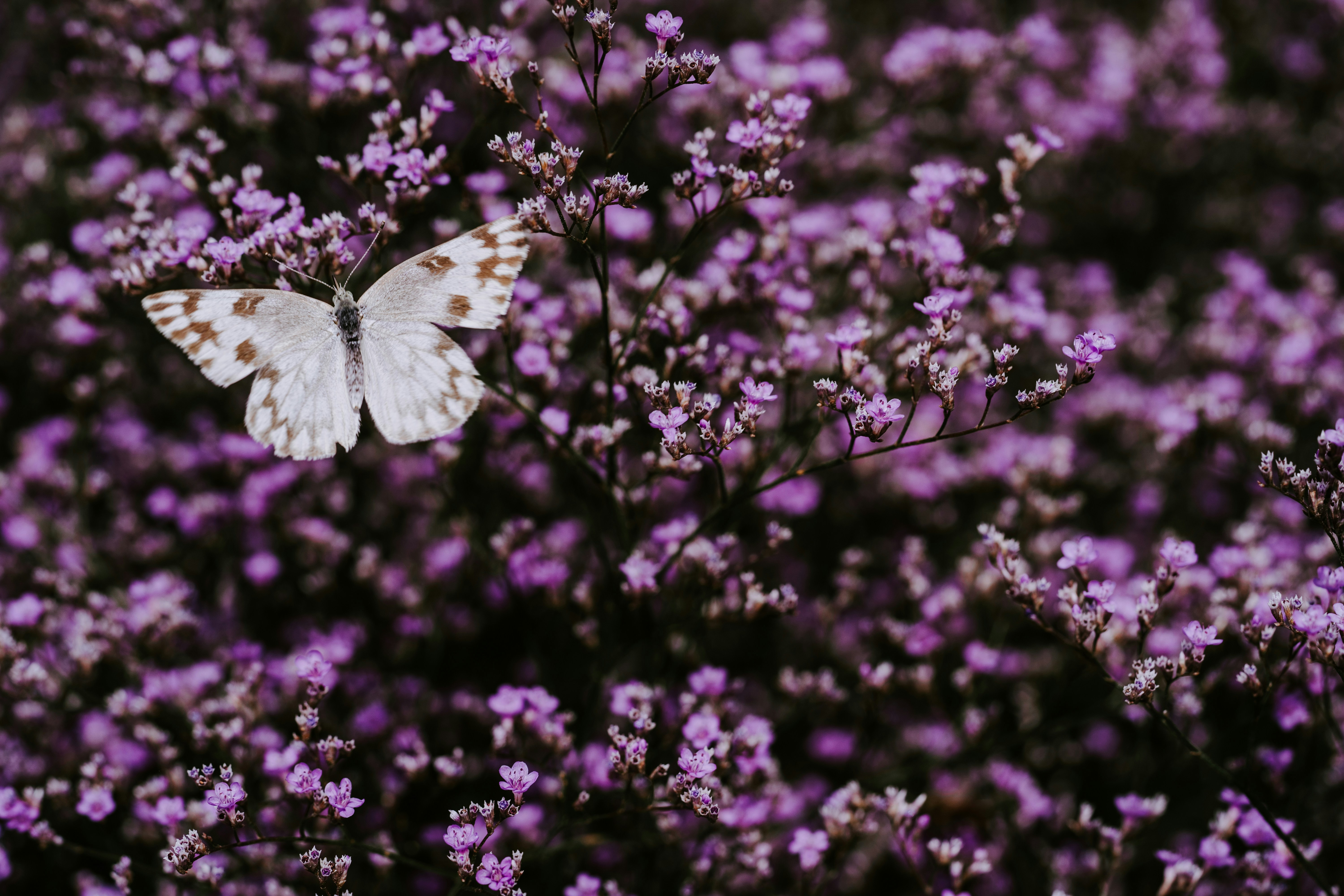 A butterfly resting among purple wildflowers