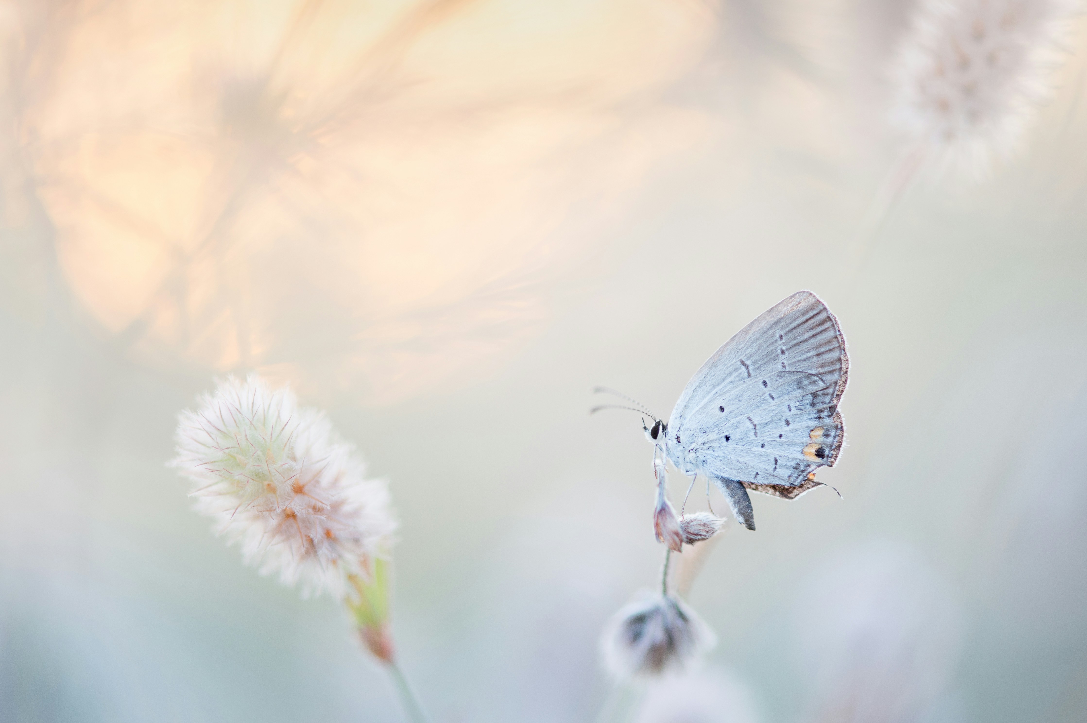 A butterfly resting on a wildflower seed head at dusk